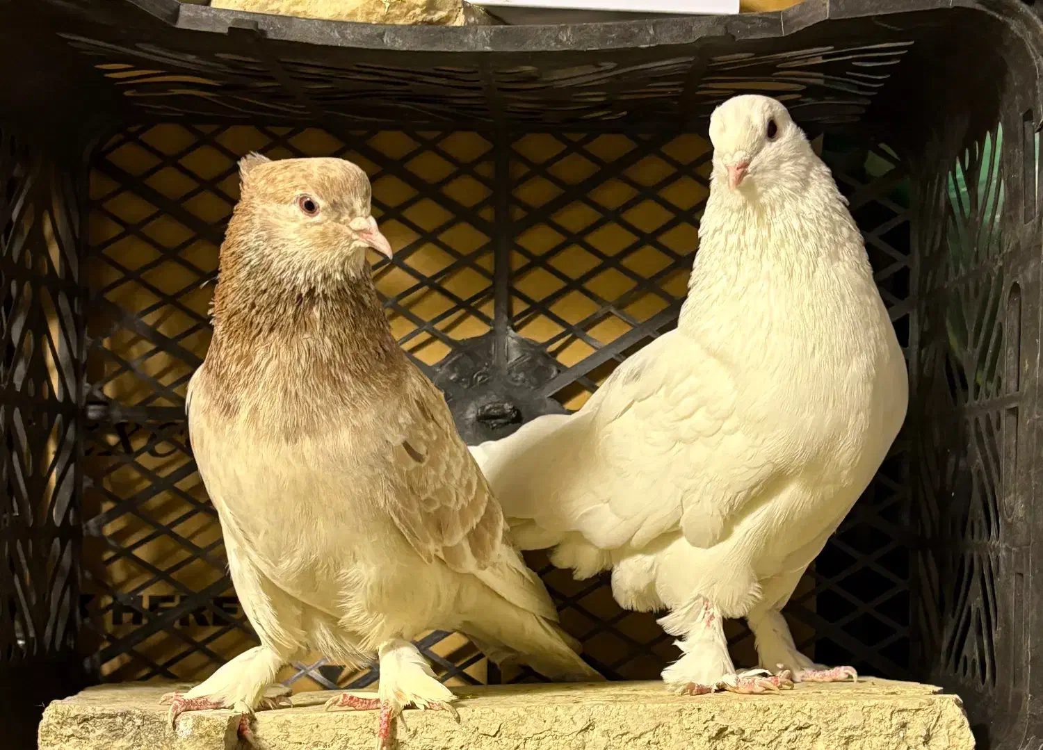 کفتر|پرنده|تهران, آهنگ|دیوار