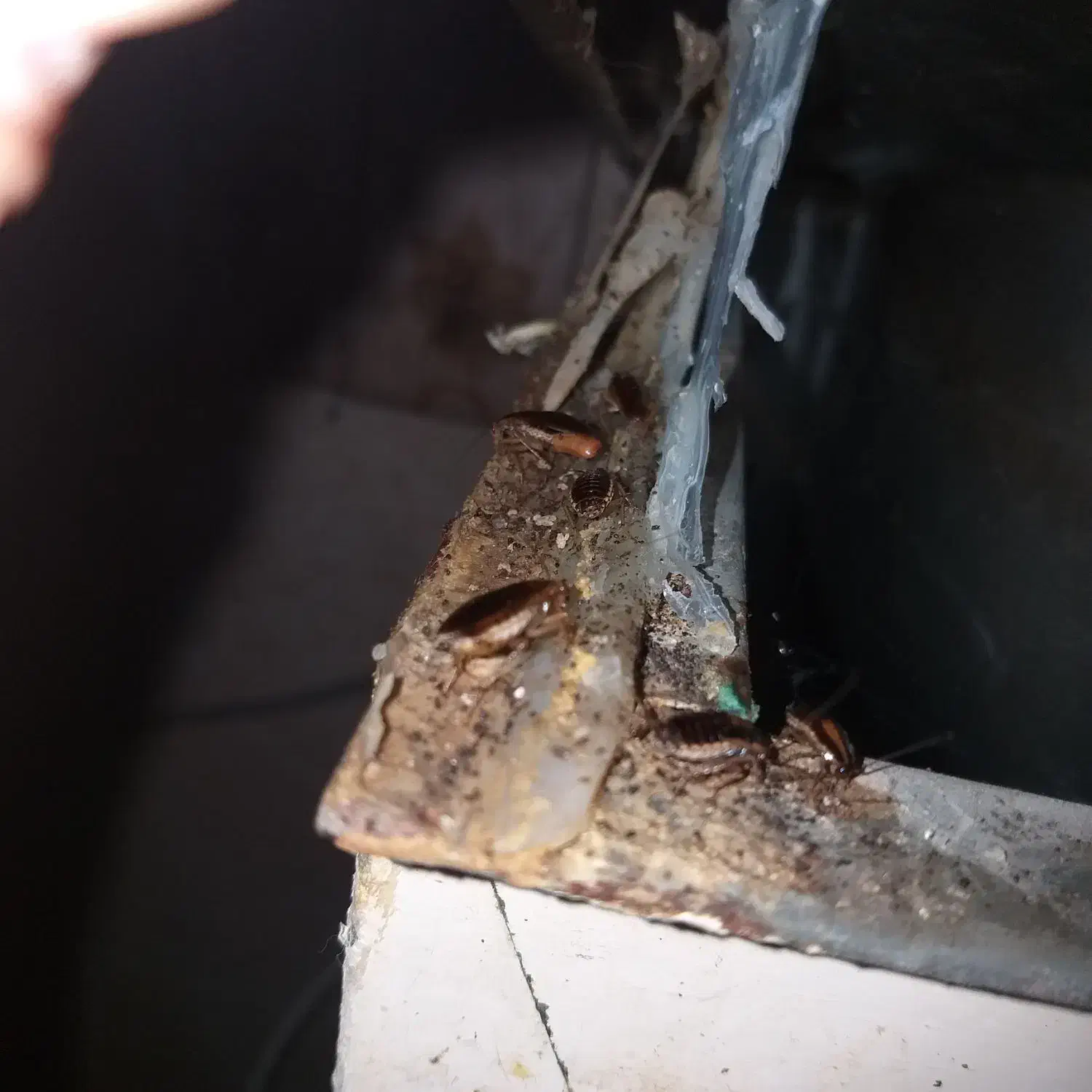 فروش سم مخصوص سوسک|لوازم نظافت|اهواز, مجاهد|دیوار