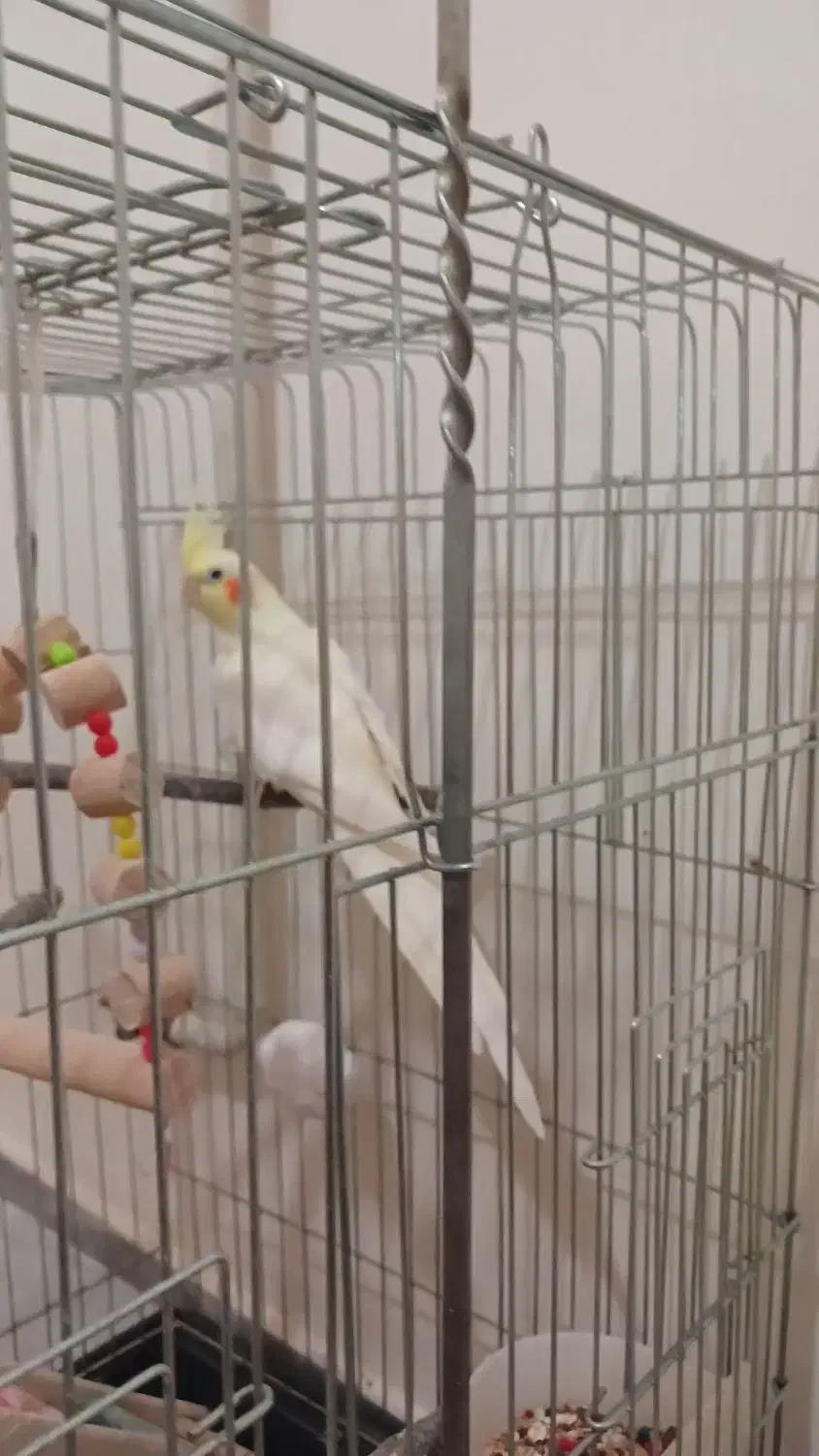 دو عدد عروس هلندی|پرنده|سنندج, |دیوار