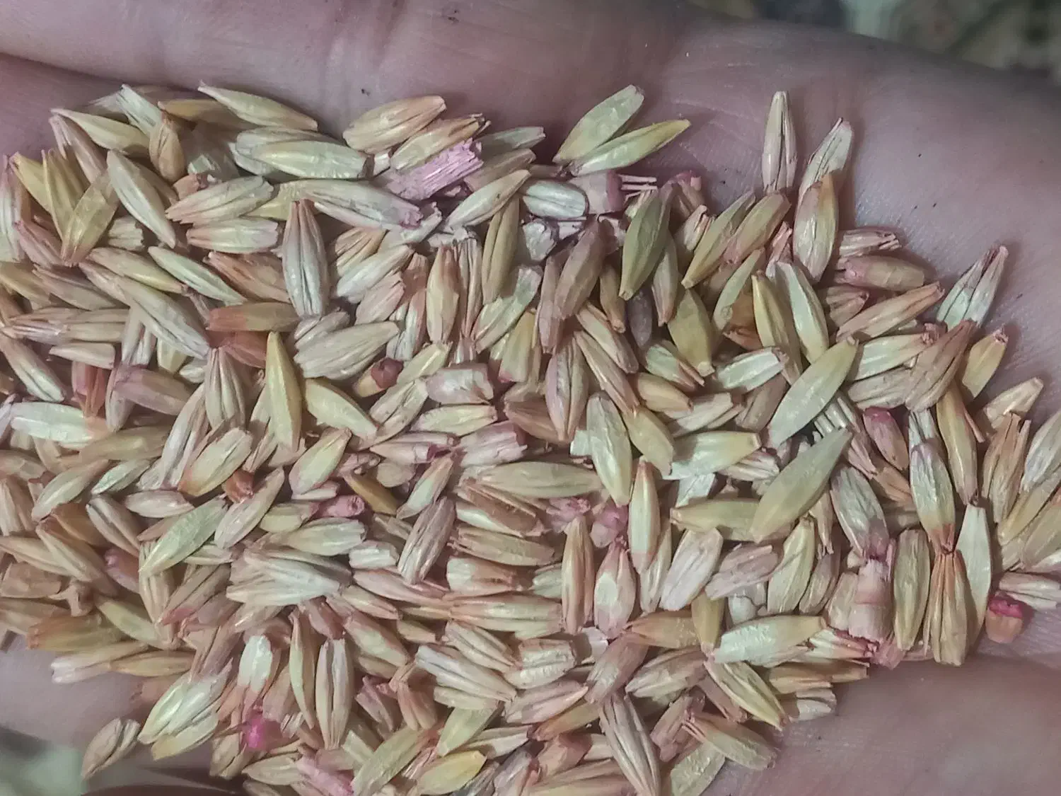 جو کردی دیم بذری|عمدهفروشی|ماهیدشت, |دیوار