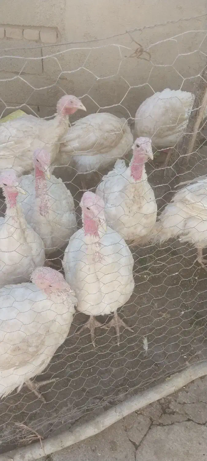 بوقلمون گوشتی ارگانیک  بیوتی ۶ اصل|حیوانات مزرعه|کرمانشاه, |دیوار