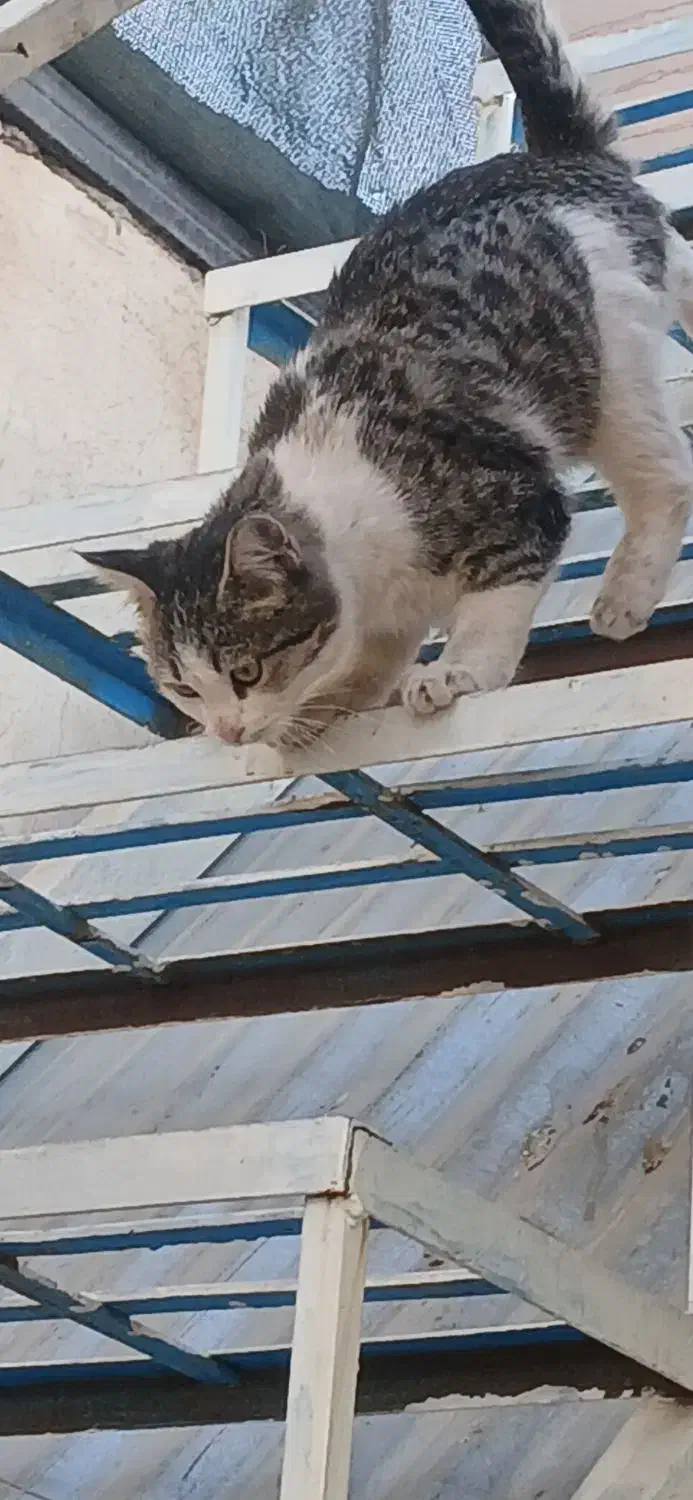 واگذاری رایگان|گربه|گرمسار, |دیوار