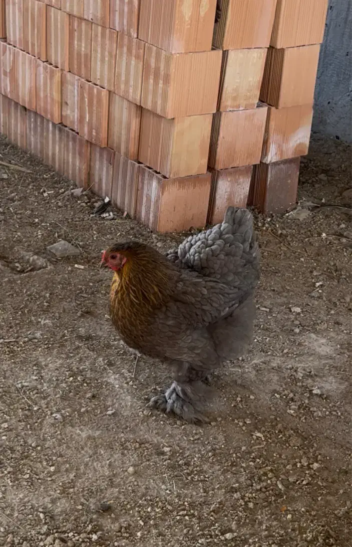 مرغ برهما تخم گذار|حیوانات مزرعه|قائم‌شهر, |دیوار