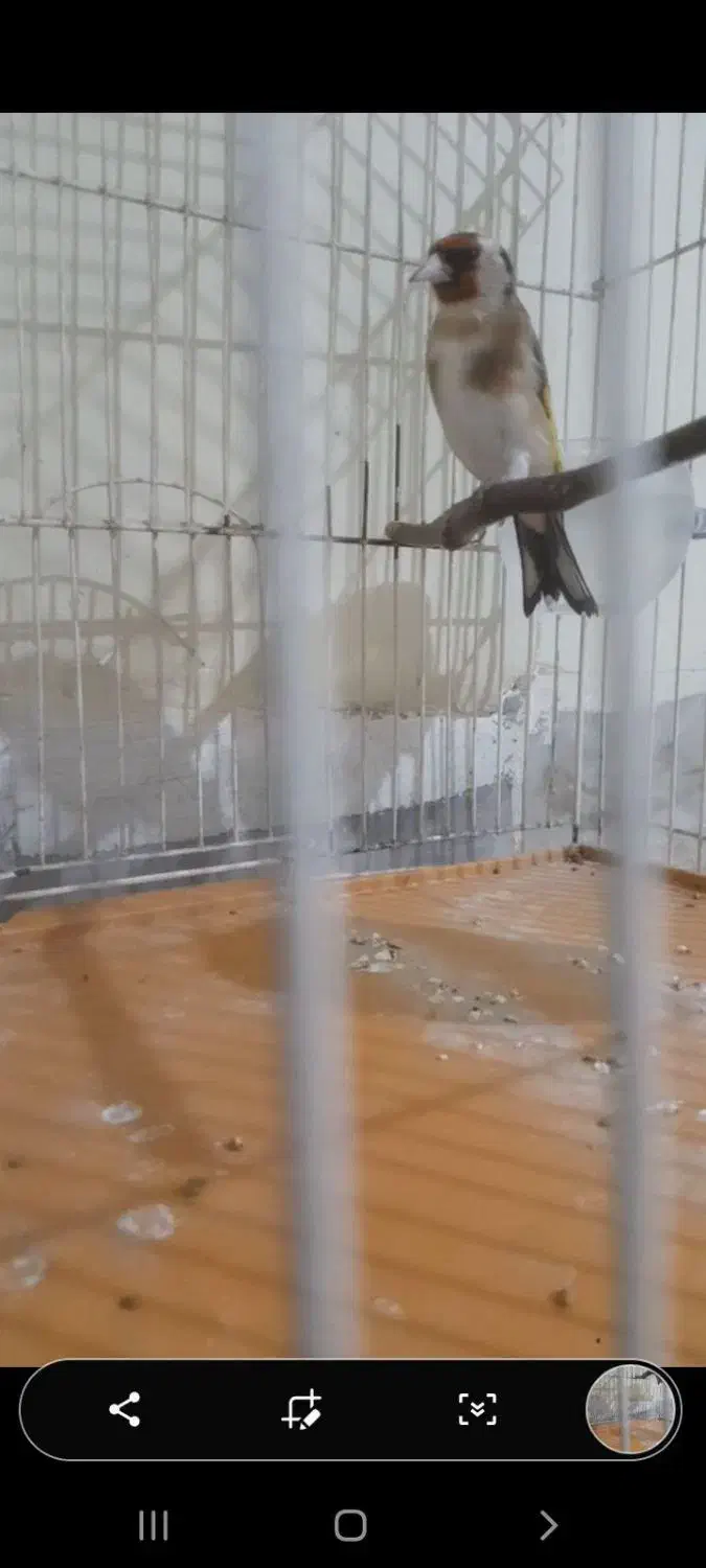 سهره|پرنده|تهران, مسعودیه|دیوار