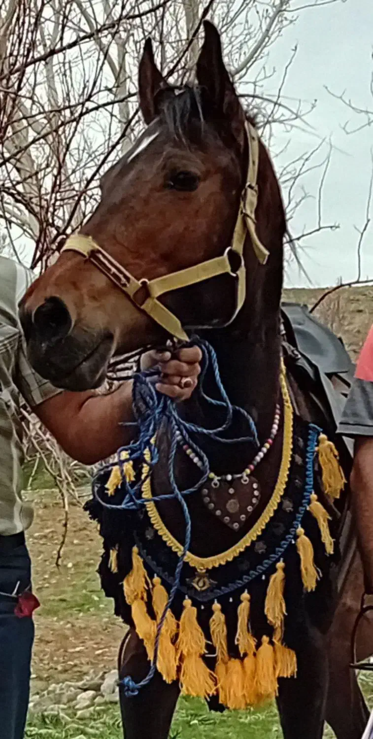 اسب کرد|اسب و تجهیزات اسب‌سواری|سلطانیه, |دیوار