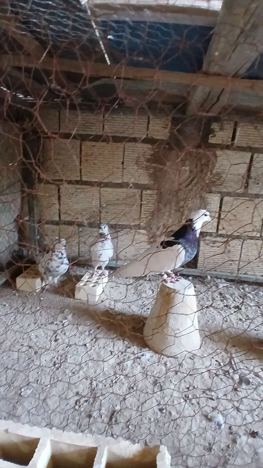 طوقی ۱۰۰|پرنده|خمینی‌شهر, |دیوار