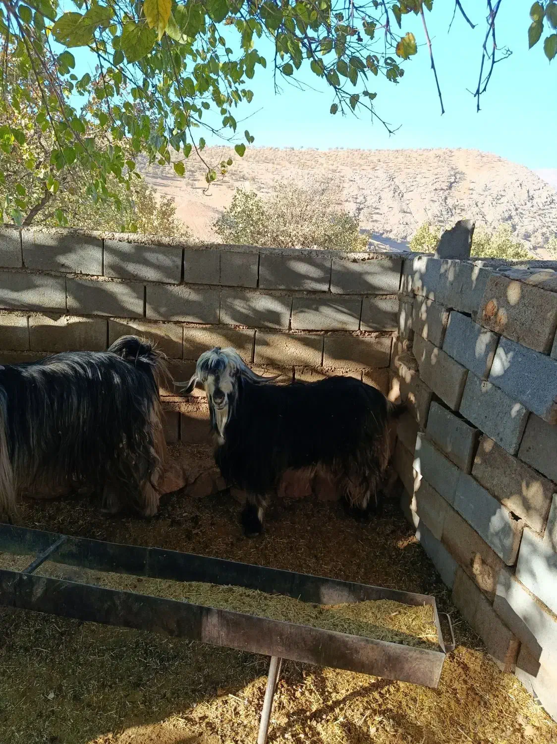 .. و|حیوانات مزرعه|میانکوه, |دیوار