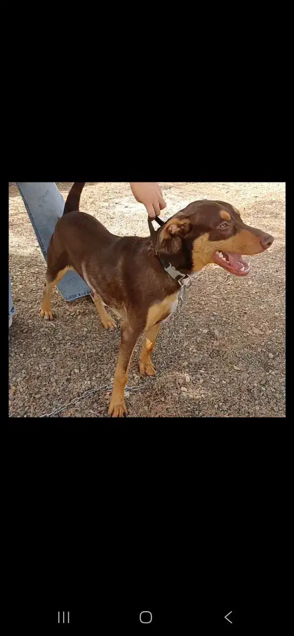 واگذاری سگ نگهبان|سگ|مشهد, پنجتن|دیوار