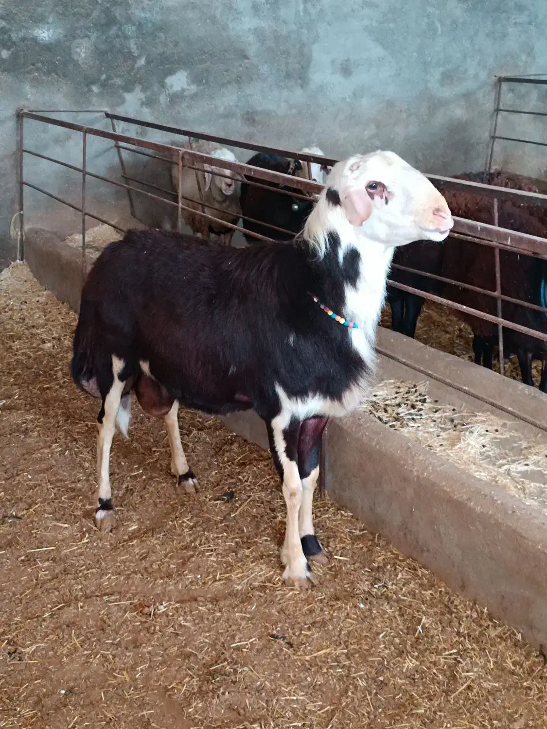 فروش بهترین قوچ کله سفیدپلنگی|حیوانات مزرعه|مشهد, کلاهدوز|دیوار