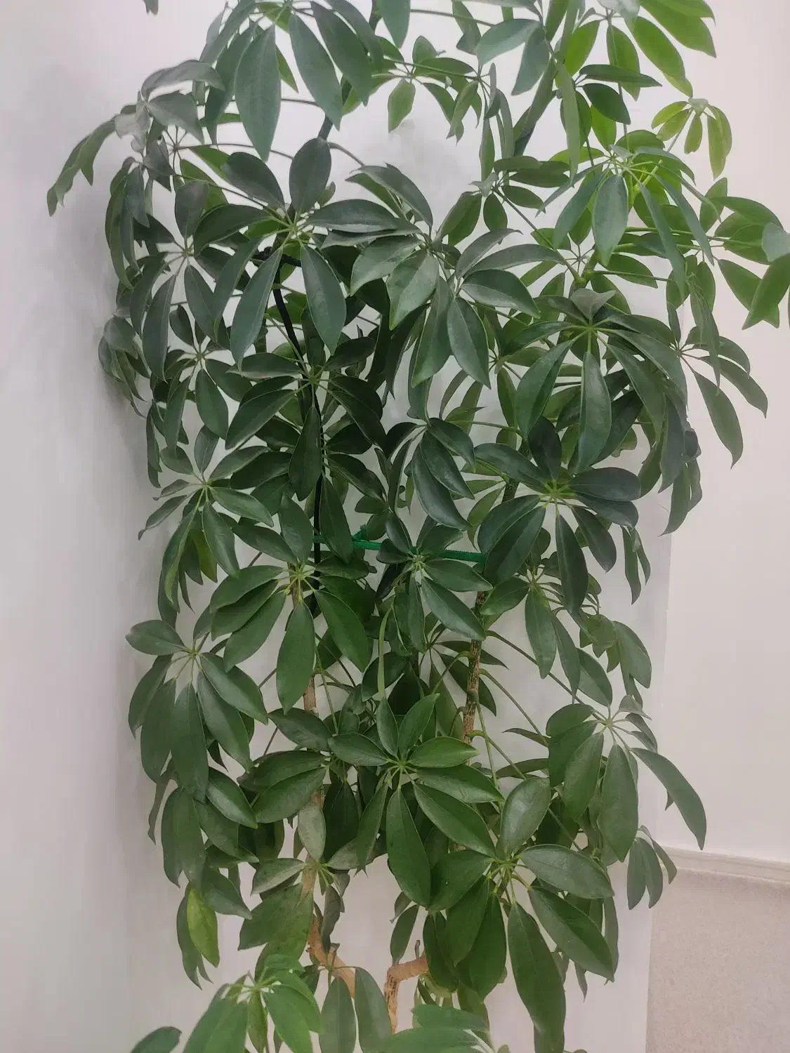 گل شفلرا|گل و گیاه طبیعی|چرداول, |دیوار