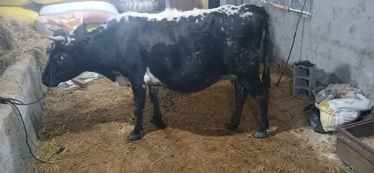 گاو شیری با گوساله نر|حیوانات مزرعه|آستارا, |دیوار