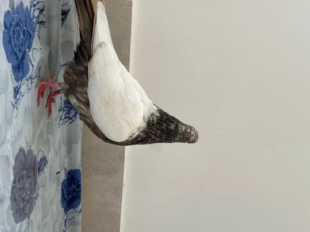 کبوتر فیلی|پرنده|تبریز, |دیوار