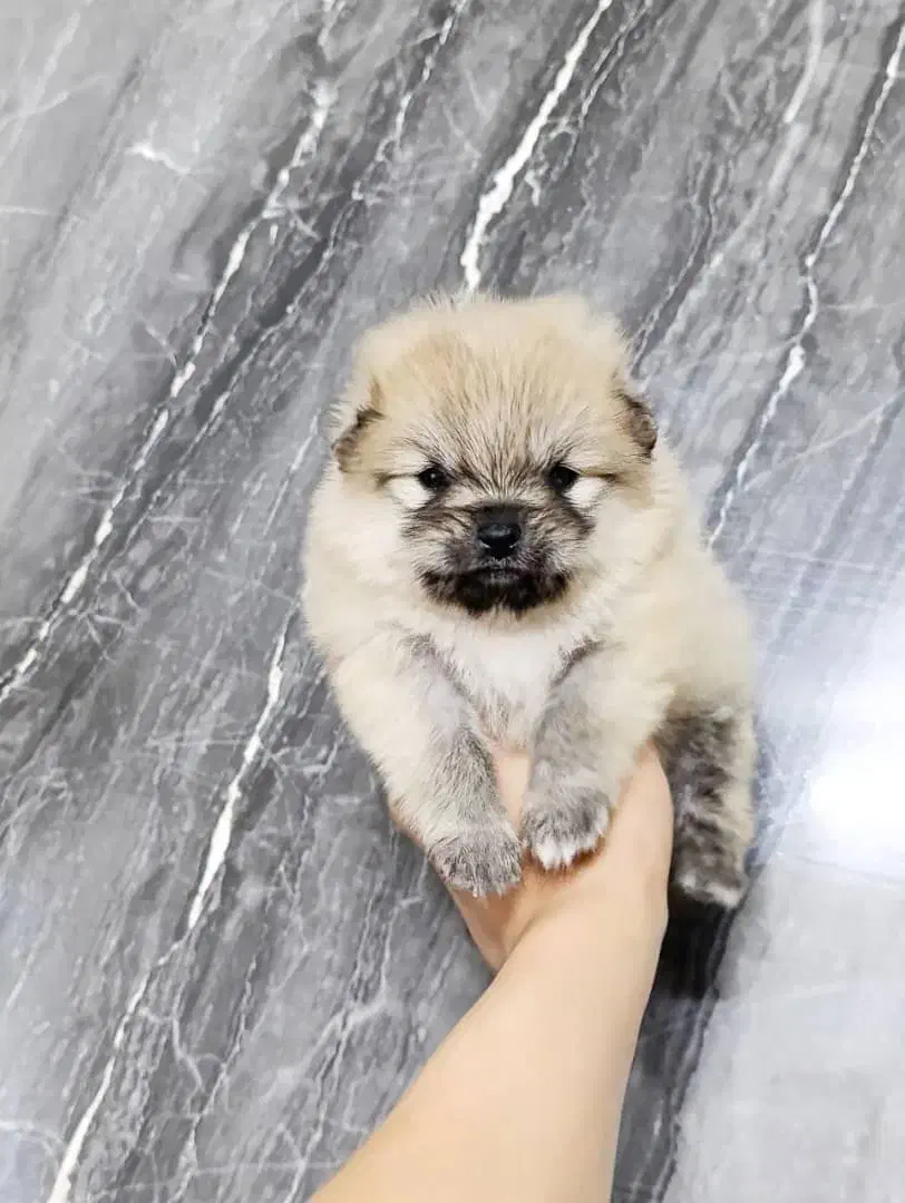 سگ پامرانین|سگ|مشهد, سعد آباد|دیوار