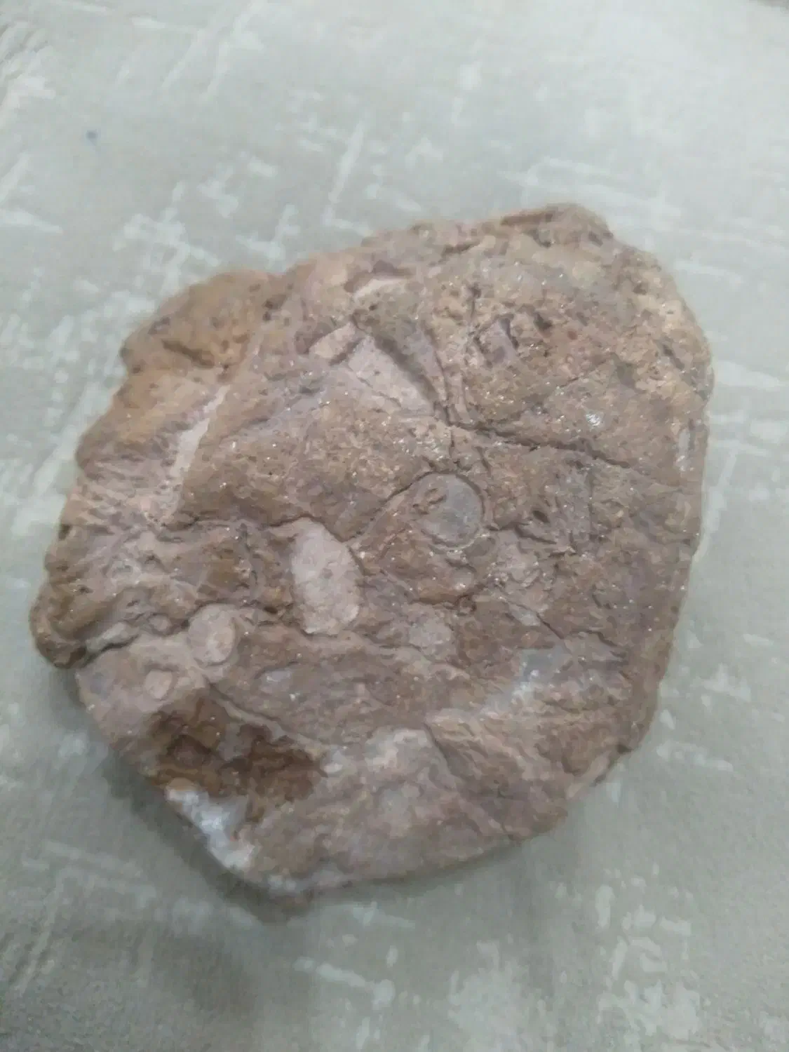 سنگ فسیل|کلکسیون اشیاء عتیقه|سبزوار, قائم|دیوار