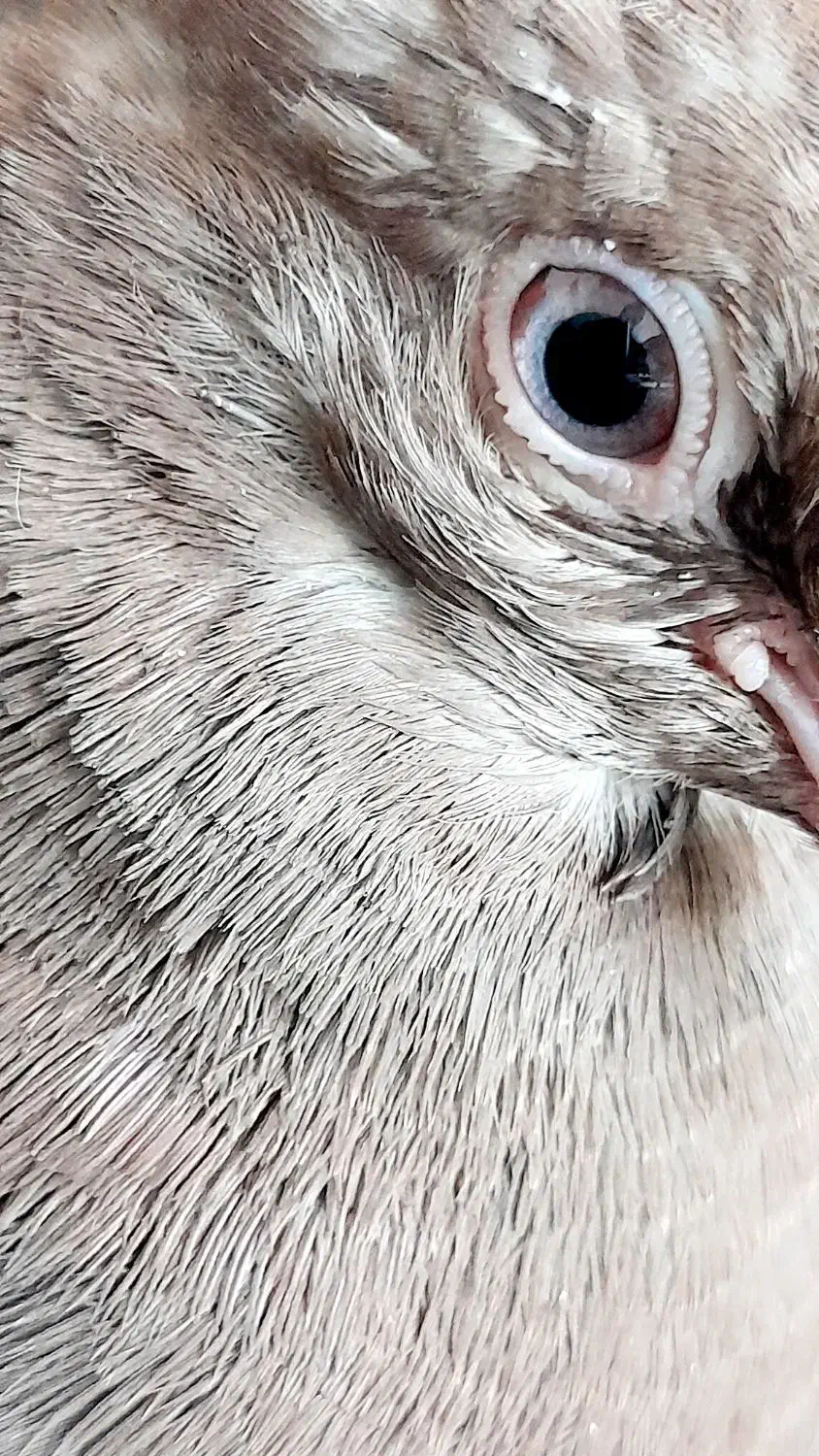 کبوتر دستی|پرنده|شهرکرد, |دیوار