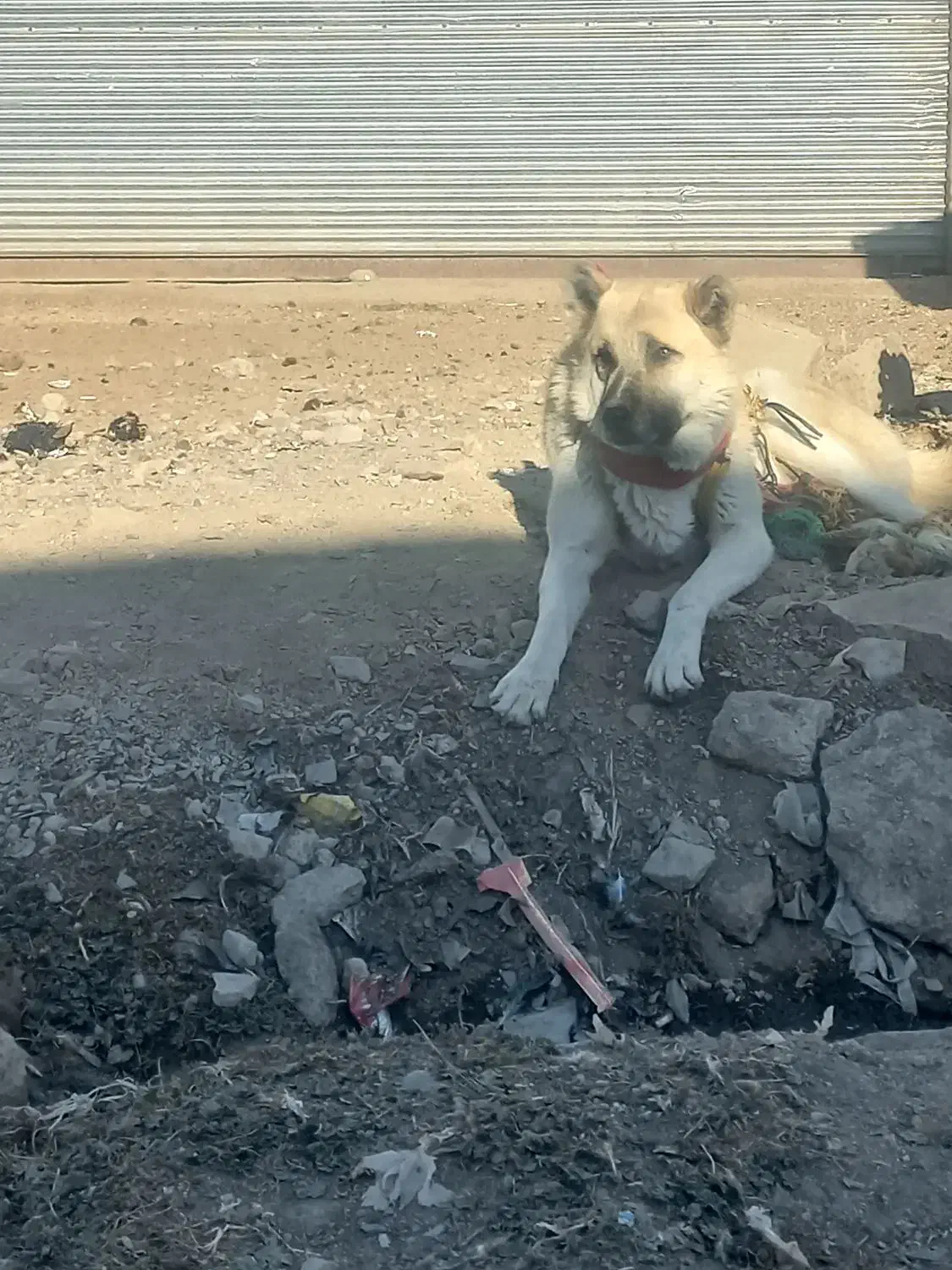 یک قلاده سگ|سگ|اسدآباد, |دیوار