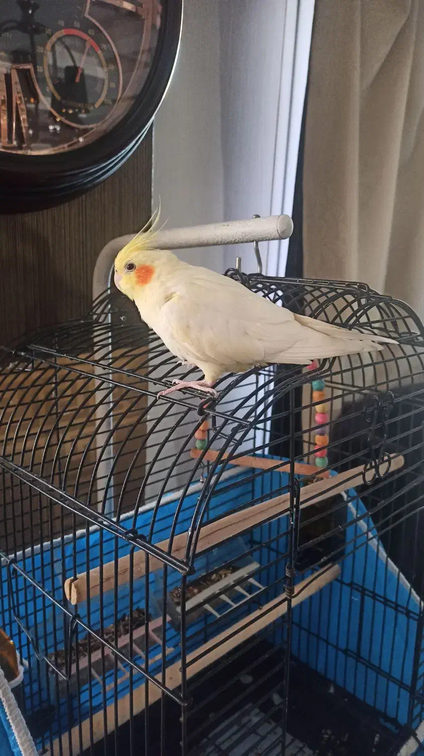 فروش عروس هلندی با قفس|پرنده|اصفهان, کوی شهید کشوری|دیوار