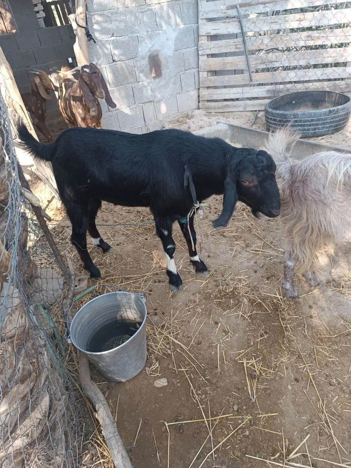 بز آبستن و کهره نر|حیوانات مزرعه|اهرم, |دیوار