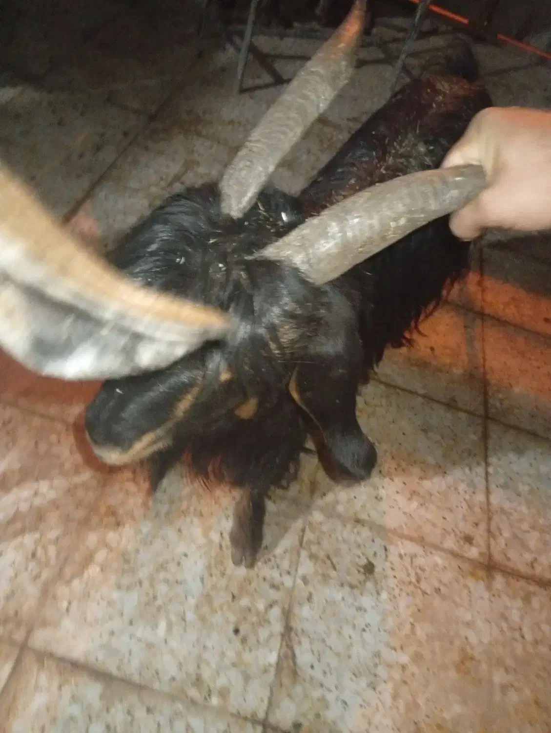 نرمیش بز|حیوانات مزرعه|مسجد سلیمان, |دیوار