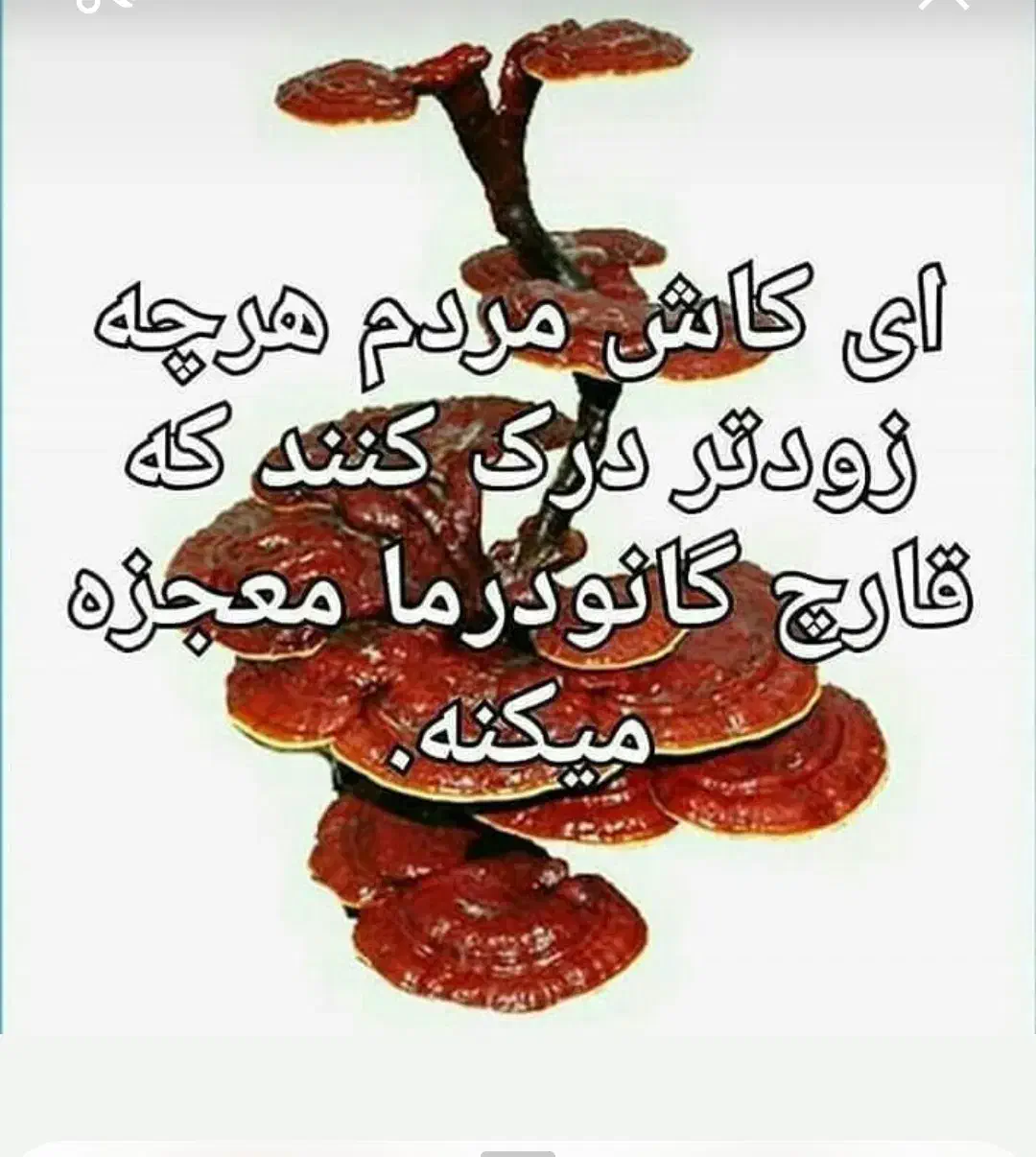 هات چاکلت  گانودرما..اکسیر جوانی|خوردنی و آشامیدنی|شیراز, نشاط|دیوار