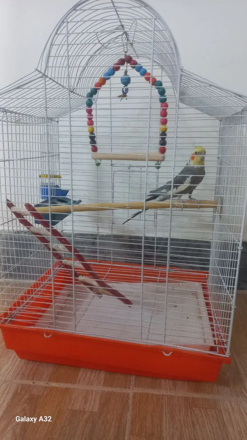 عروس هلندی نر|پرنده|کاشان, گبرها|دیوار