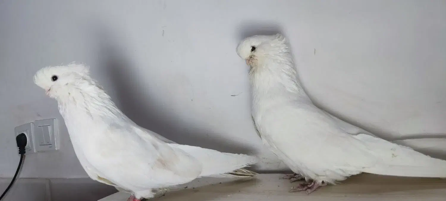 کبوتر نوک قنار رنگی|پرنده|چهاردانگه (تهران), |دیوار