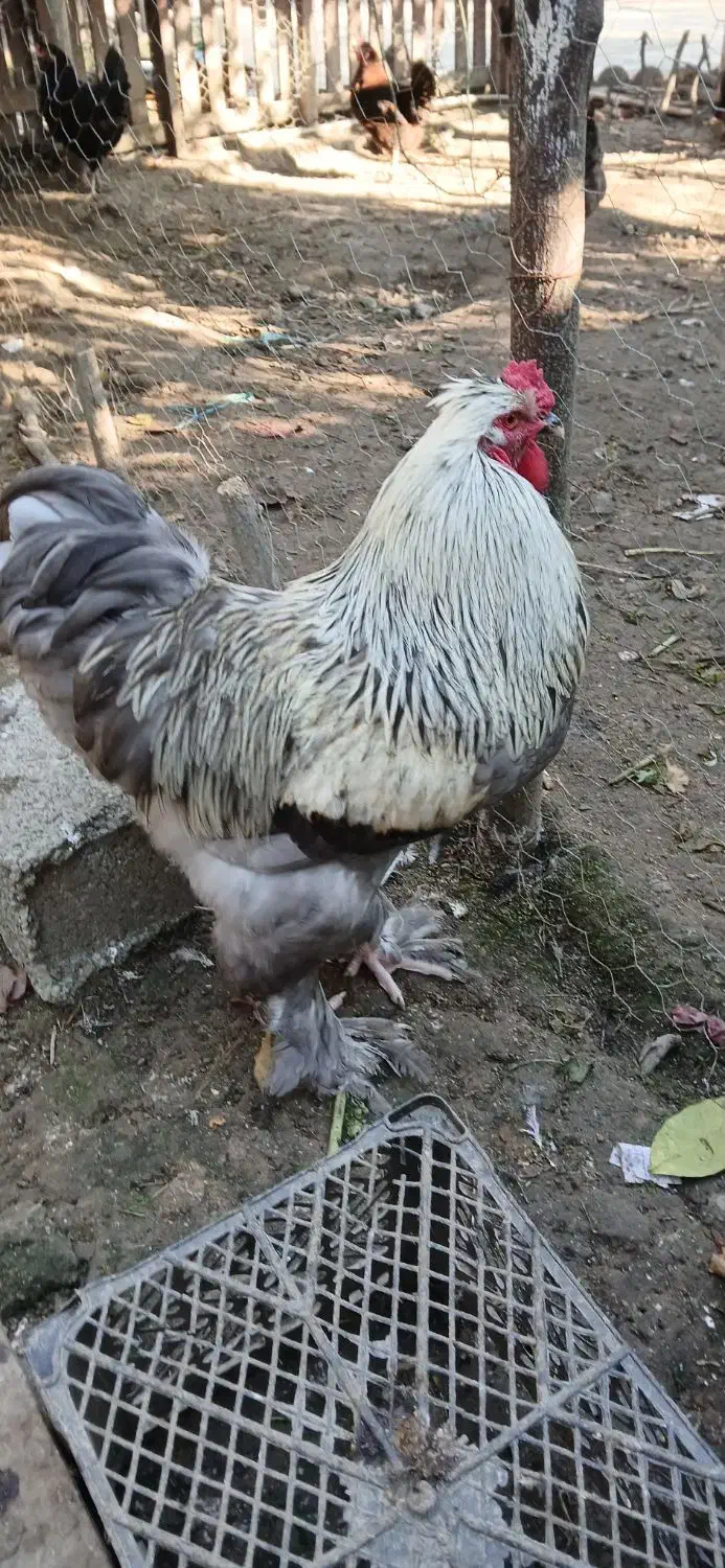 مرغ و خروس برهما رنگهای خاص و زیبا|حیوانات مزرعه|نوشهر, |دیوار