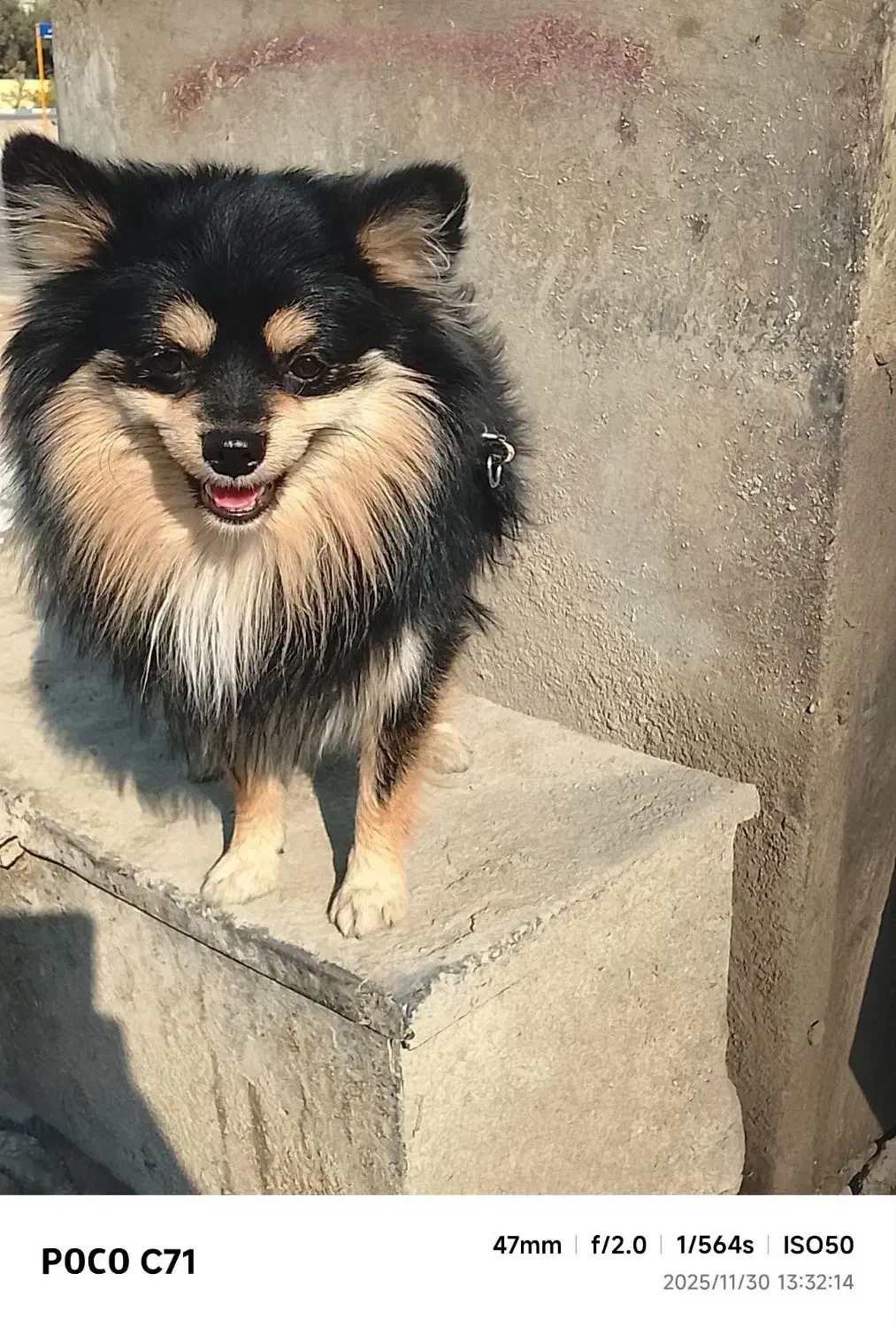 فروش سگ پامرانین روباه ای|سگ|پاکدشت, پاکدشت (مامازند)|دیوار