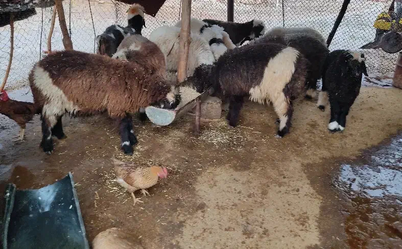 بره لری|حیوانات مزرعه|مسجد سلیمان, |دیوار