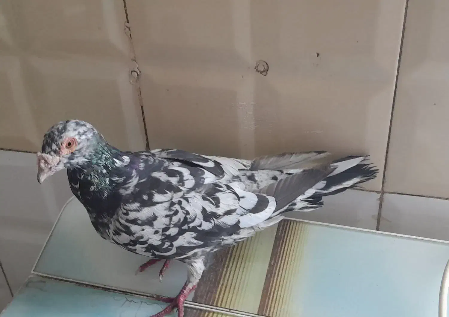 کوهی دورگ|پرنده|اهواز, کوی علوی|دیوار