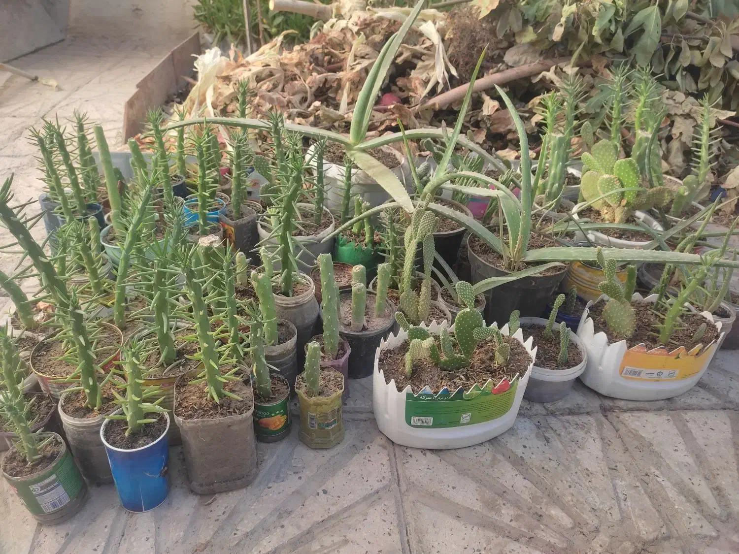 فروش تعدادی گل کاکتوس و آلوئه ورا|گل و گیاه طبیعی|مرودشت, ژیان|دیوار