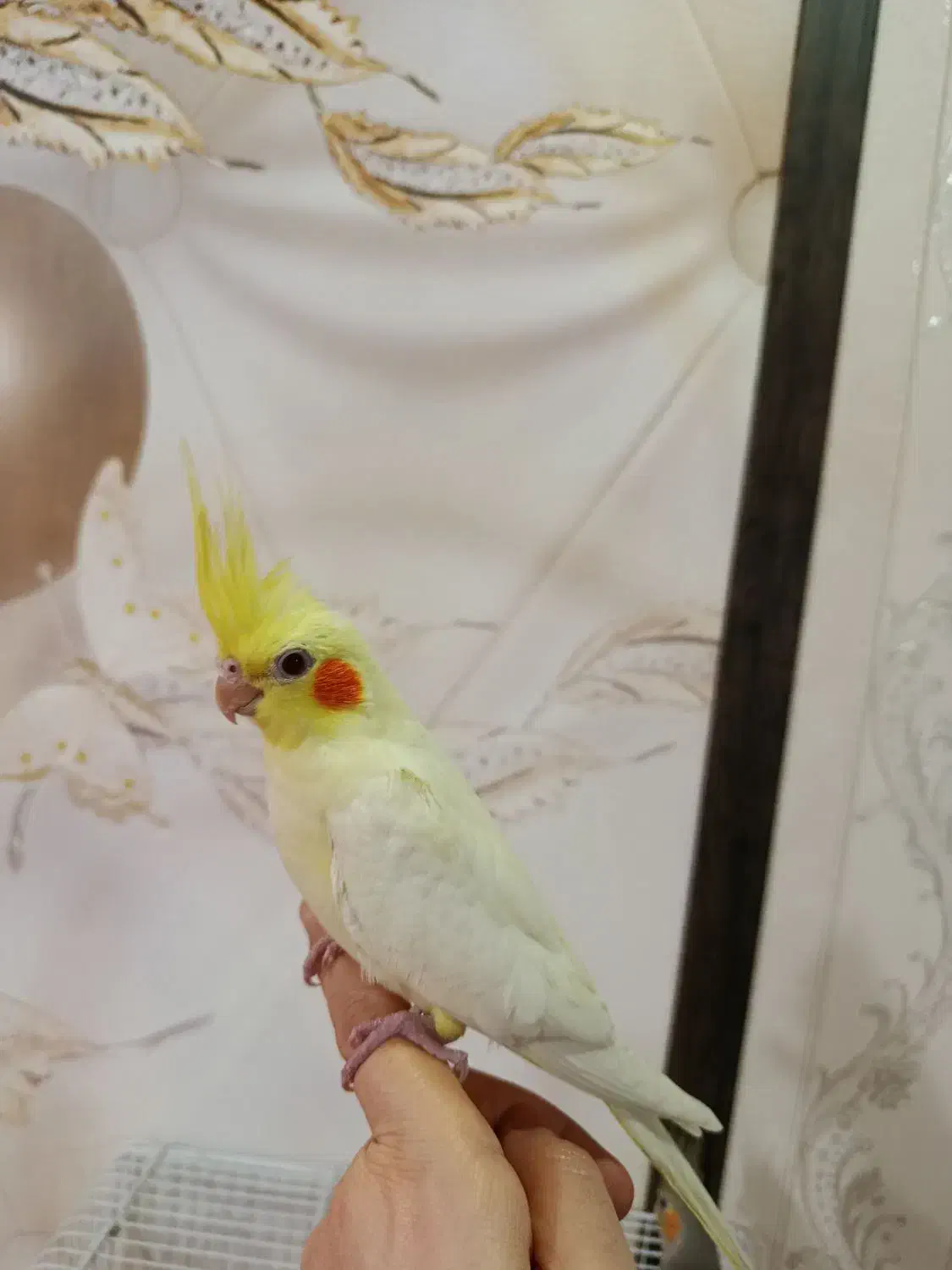 چهار عدد جوجه عروس تازه دونخور دستی|پرنده|محمدشهر, علی آباد گونه|دیوار