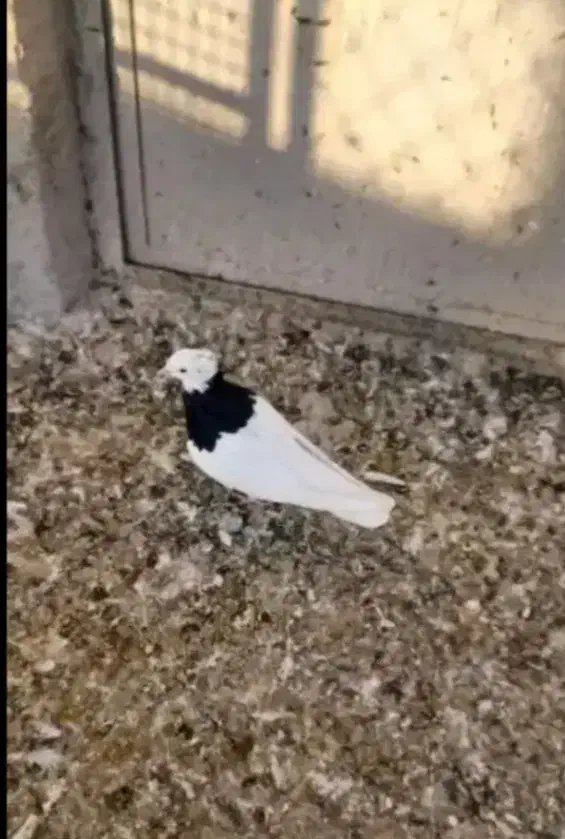 سه تا کبوتردر عجبشیر|پرنده|بناب, |دیوار