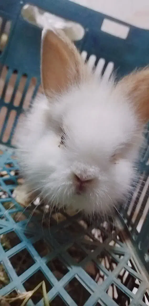 خرگوش لپ مینی|موش و خرگوش|مشهد, آیت الله خامنه‌ای|دیوار