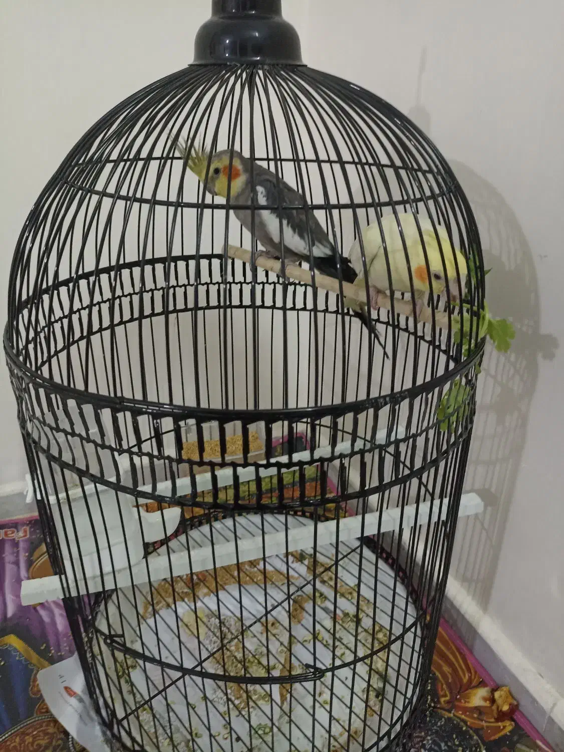 جفت عروس هلندی سخنگو|پرنده|مشهد, فدک|دیوار