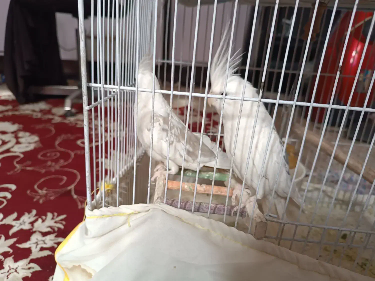 عروس هلندی البینو دوکت|پرنده|اصفهان, شهید رجایی|دیوار