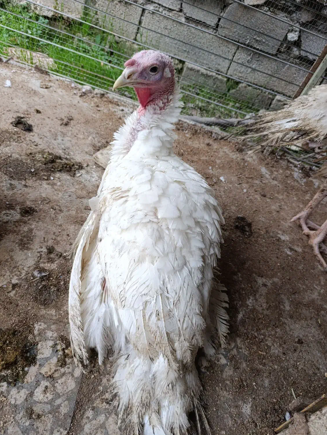 جوجه بوقلمون ۳۵و ۴۵و ۶۵ روزه نژاد بیوتی|حیوانات مزرعه|دابودشت, |دیوار