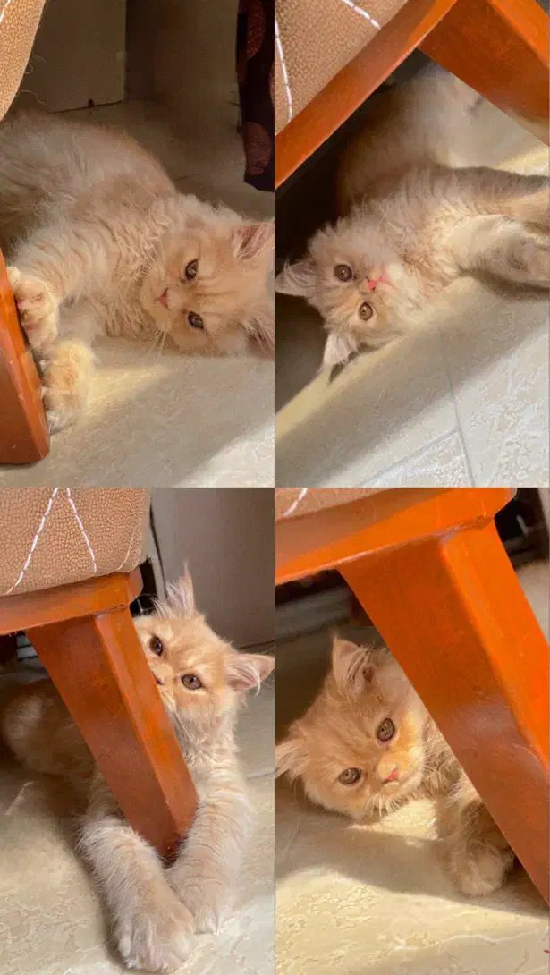 گربه پرشین ماده|گربه|بجنورد, |دیوار