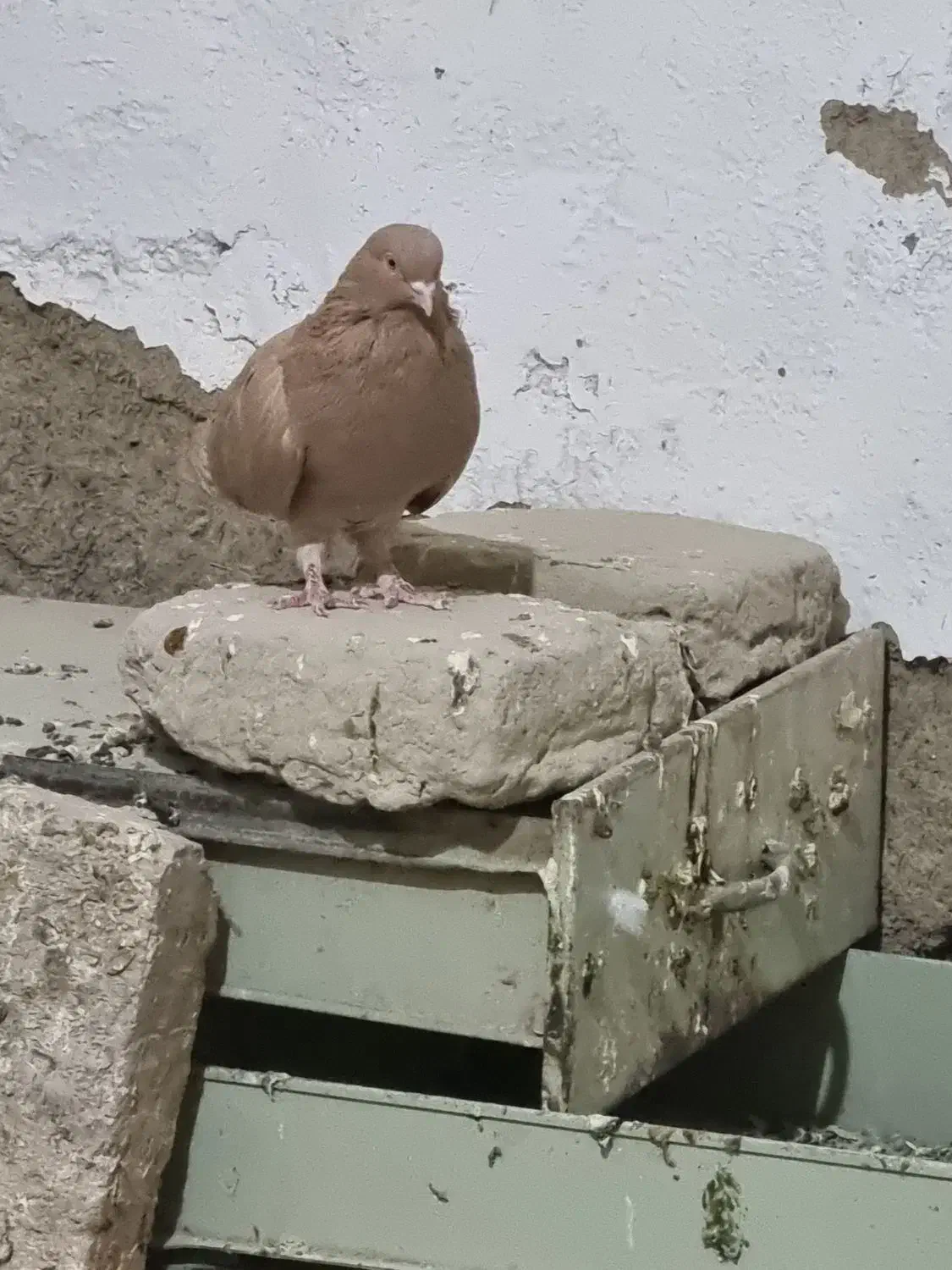 کبوتر|پرنده|جزنیک, |دیوار