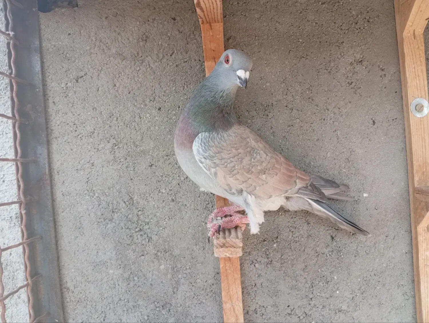 کفتر کبوتر رنگه آلمانی پرشی جفتگاه|پرنده|مشهد, بلال|دیوار