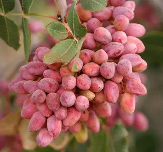 تولیدی نهال درخت گُل نهالستان گردوانار پسته پیوندی|خدمات باغبانی و درختکاری|قم, سعادتی|دیوار