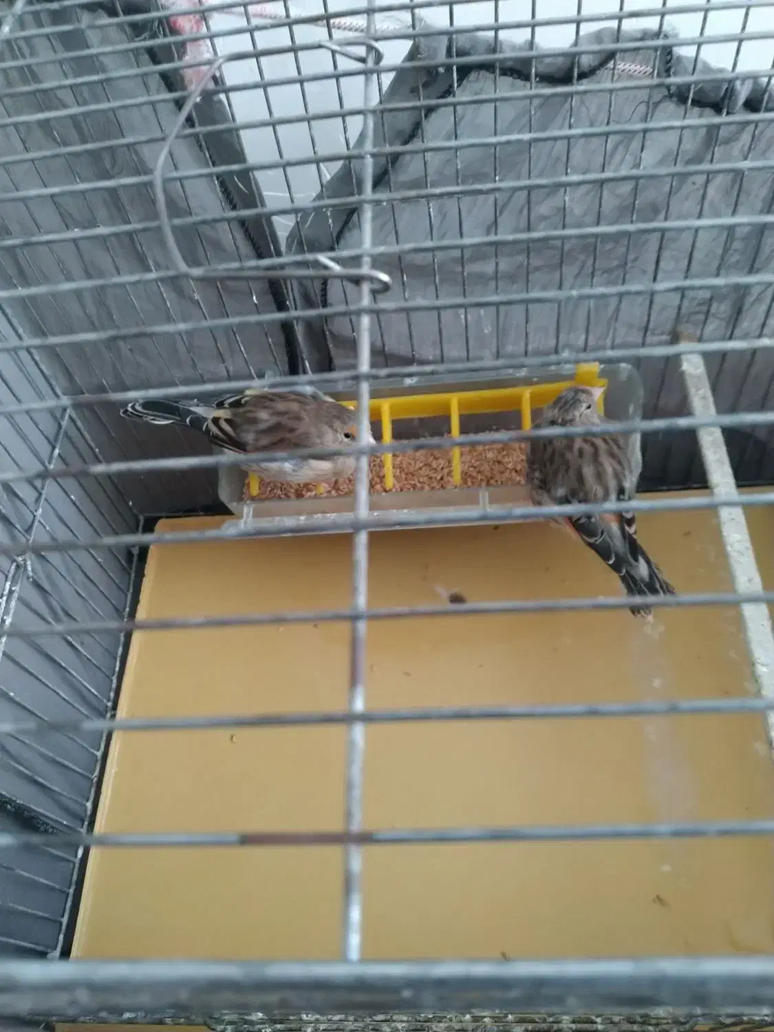 فروش سیره قناری|پرنده|سقز, |دیوار