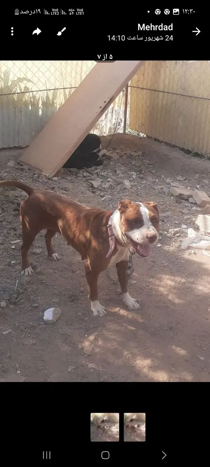 ۲ عدد پیتبول سیخوری ورازی|سگ|سرپل ذهاب, |دیوار