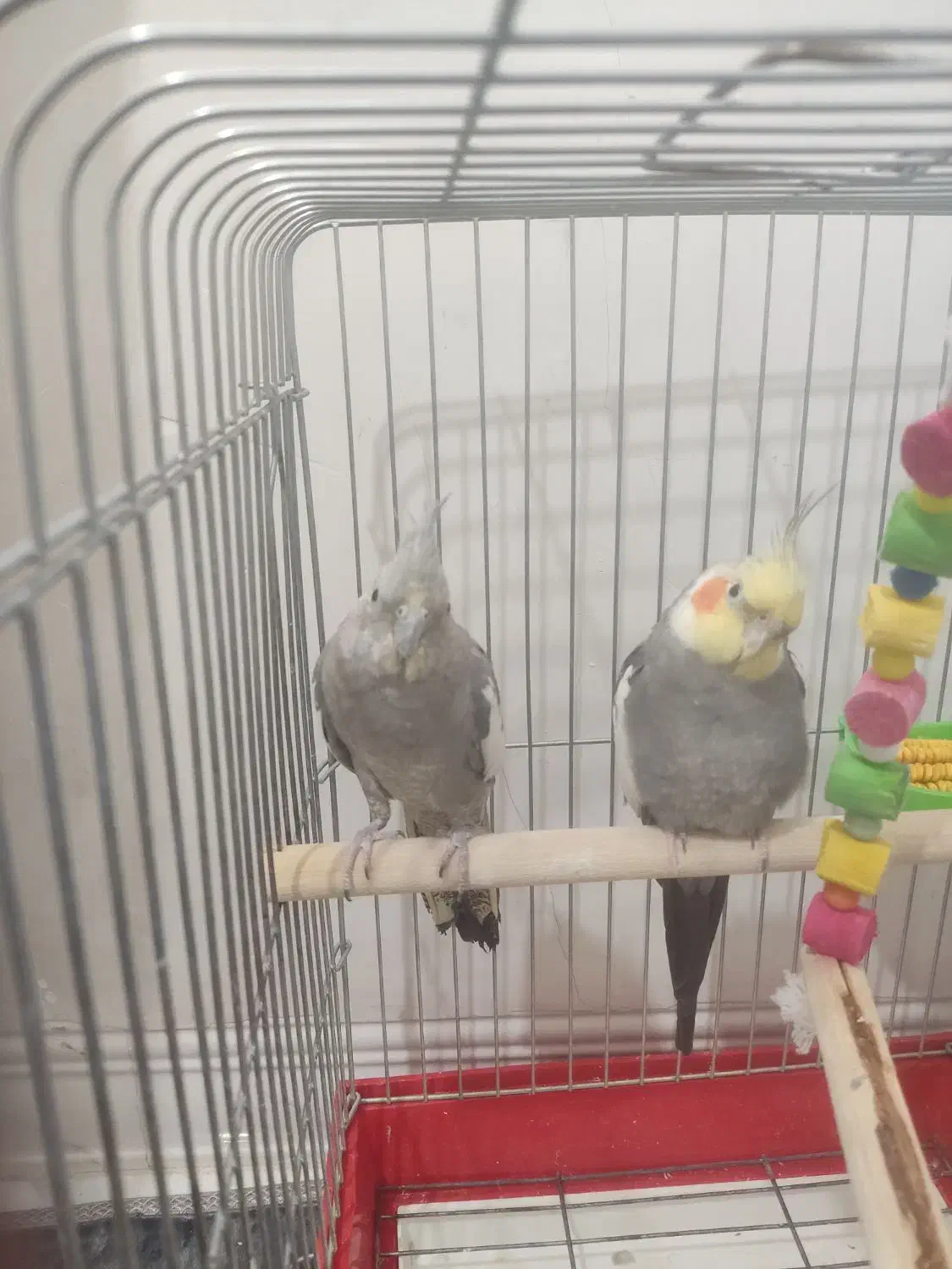 یک جفت عروس هلندی|پرنده|تهران, شهید رجایی|دیوار