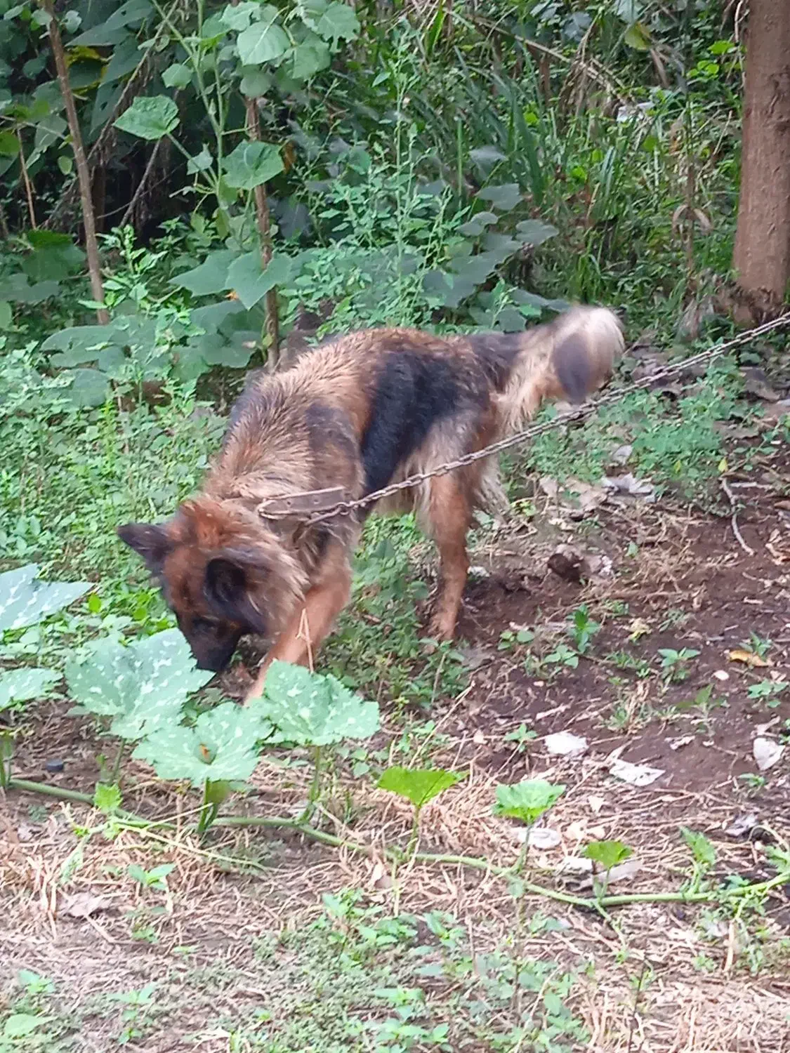 ژرمن شیپر ماده.االان چاق تره عکس برای ۳ماه قبله|سگ|آستانه اشرفیه, |دیوار