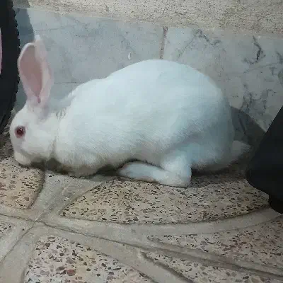 فروش خرگوش|موش و خرگوش|قرچک, مهدیه|دیوار