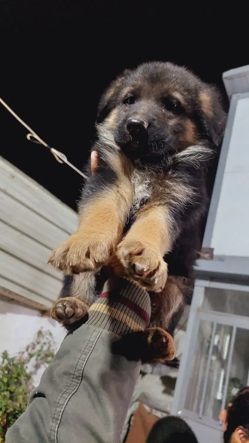 سگ ژرمن دورنگ|سگ|شیراز, دکتر حسابی|دیوار