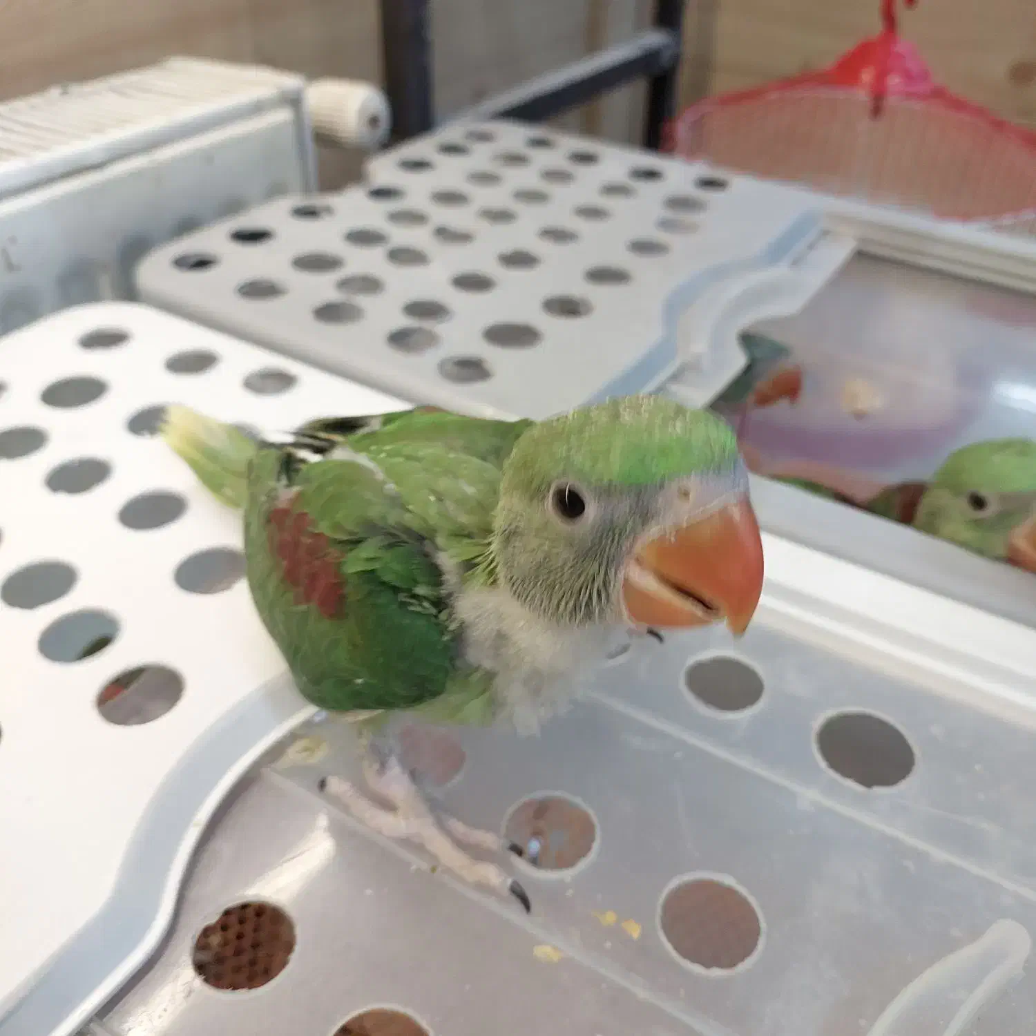 شاه طوطی|پرنده|کرج, فاز ۳ گوهردشت|دیوار