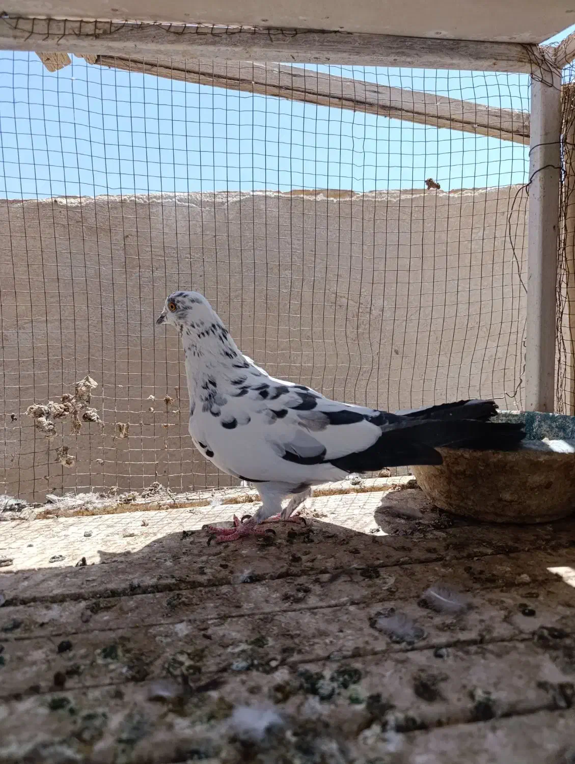 نر و ماده فروشی|پرنده|آران و بیدگل, |دیوار