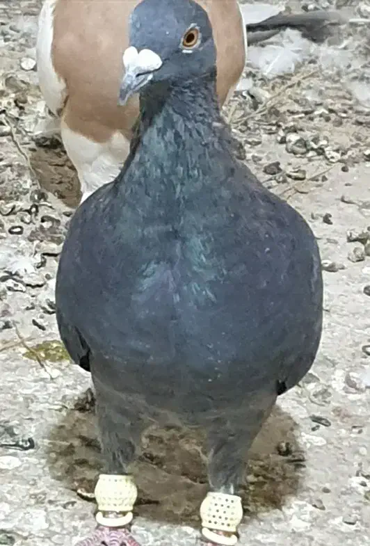 قره یا سیاه پلاکی نر|پرنده|مرودشت, بیست متری بیمارستان|دیوار